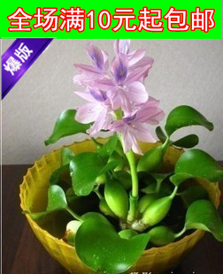 水葫芦 水生植物 水培绿植 凤眼莲又名水浮莲 超强污水净化器在类目 鲜花速递/花卉仿真/绿植园艺, 花卉/绿植盆栽(新), 花卉中 - 来自Buy2taobao.com提供专业的淘宝代购服务