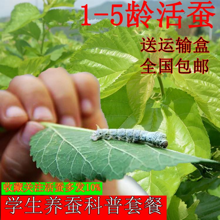 学生养蚕套装蚕宝宝活体新鲜桑叶七彩金丝彩色蚕卵蚕种嫩桑叶工具|msdalam kategori haiwan peliharaan/makanan haiwan dan bekalan, Reptilia/Serangga dan bekalan Ming, Silkworm - dari Buy2taobao.com untuk memberikan perkhidmatan ejen Taobao profesional membeli