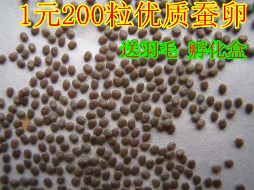 high quality Silkworm Silkworm Science class Pets Chuncanin the Pet/Pet food and supplies , Reptile/Insects and supplies Ming , Silkworm category - from Buy2taobao.com to provide professional Taobao agent buy service