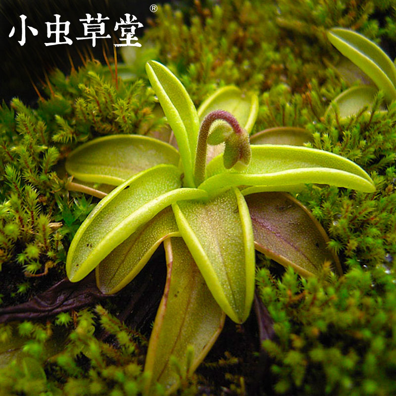 Pinguicula primuliflora-Bug Cottage Carnivorous plants Potted plant green Green plant Office flowers and plants Hydroponics Water to keepin the Flower delivery/Flowers simulation/Plants gardening , Flowers/Potted plants (New) , Plants category - from Buy2taobao.com to provide professional Taobao agent buy service