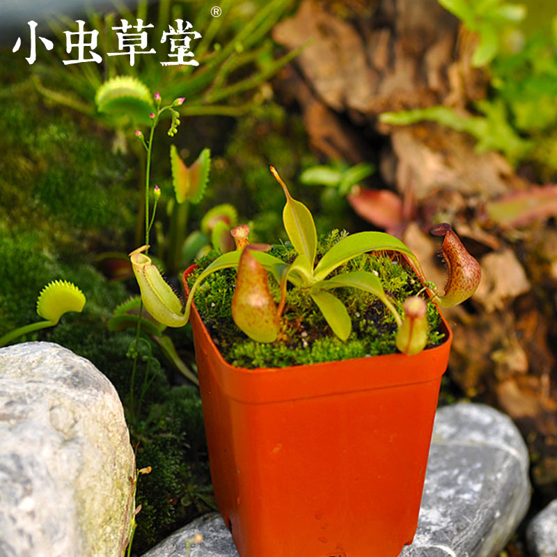 食虫植物-红斑猪笼草(苗盆栽盆景花卉食虫草驱蚊草)在类目 鲜花速递/花卉仿真/绿植园艺, 花卉/绿植盆栽(新), 绿植中 - 来自Buy2taobao.com提供专业的淘宝代购服务