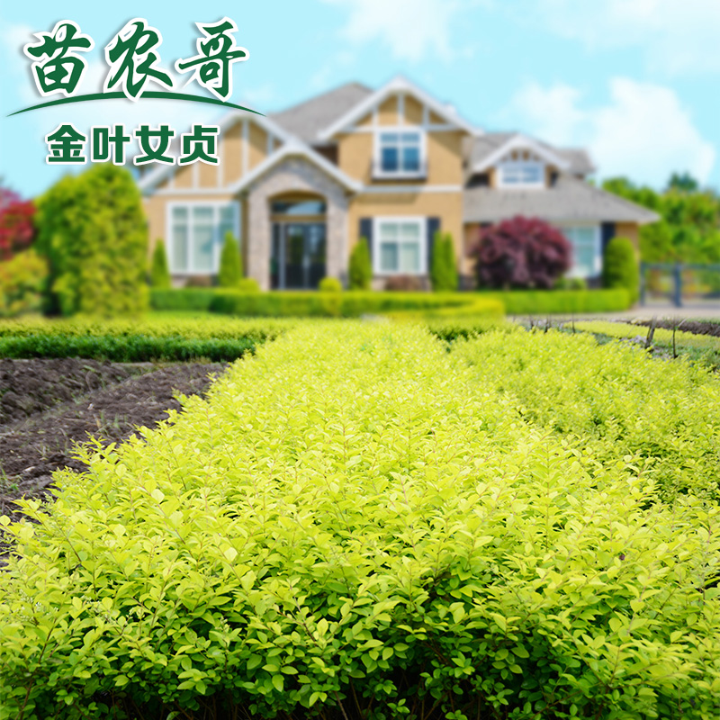 抗菌粉蕉苗苹果粉蕉苗粉杂蕉苗苹果蕉树蕉苗室