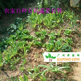  白萝卜 香油麦菜 生菜心 番薯叶套餐有机菜肥10斤广东配送包邮