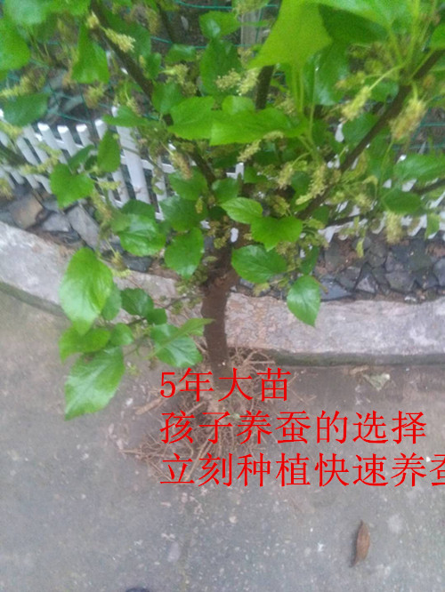 Five-year-old mulberry seedlings,Fresh mulberry seedlings,Mulberry leaf seedlings,Premium No.2 Mulberry Silkworm Baby Foodin the Pet/Pet food and supplies , Reptile/Insects and supplies Ming , Silkworm category - from Buy2taobao.com to provide professional Taobao agent buy service