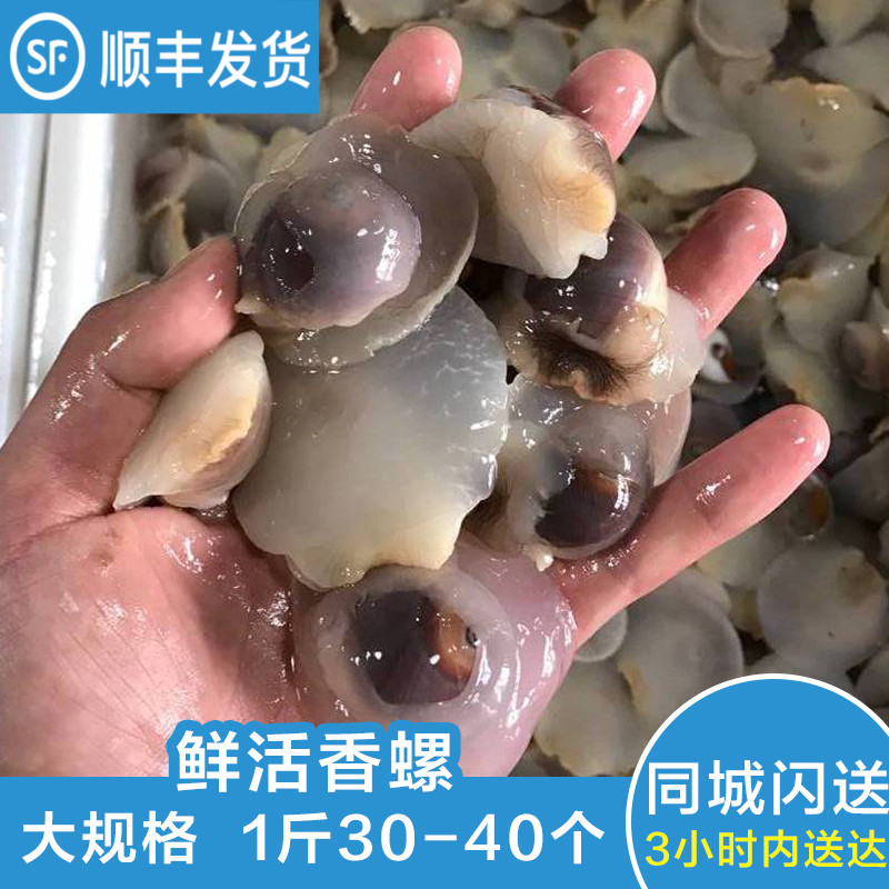 Fresh Xiangluo fresh Shellfish Seafood Aquatic products Conch Zhoushan specialty Xiangluo 1 pounds 30-40 onlyin the Aquatic meat/Fresh fruits and vegetables/Cooked , Seafood/Aquatic/Product , Shellfish , Shellfish Products category - from Buy2taobao.com to provide professional Taobao agent buy service