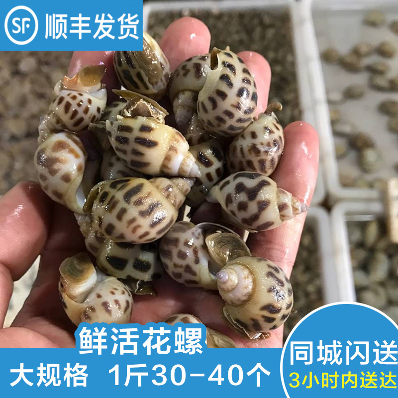 鲜活花螺广东东风螺无沙海鲜水产贝类营养美味海螺 1斤30-40只在类目 水产肉类/新鲜蔬果/熟食, 海鲜/水产品/制品, 其它中 - 来自Buy2taobao.com提供专业的淘宝代购服务
