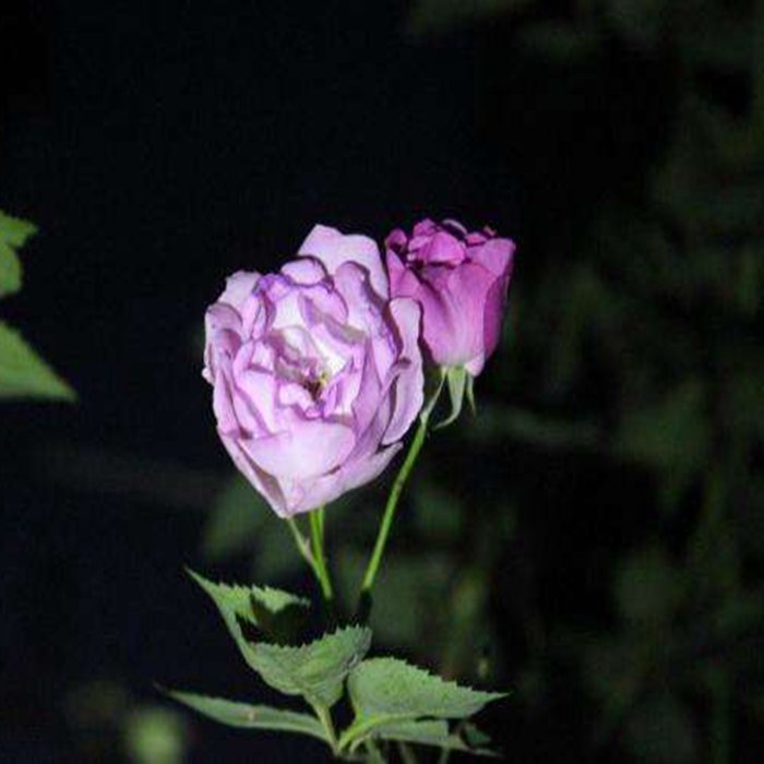 包邮 欧洲月季花苗 日月 蓝色绒球 灌木 盆栽花卉 四季开花|msdalam kategori penghantaran bunga/bunga simulasi/tumbuhan berkebun, bunga/Tumbuh-tumbuhan tumbuh-tumbuhan pasu (baru), tumbuh-tumbuhan hijau - dari Buy2taobao.com untuk memberikan perkhidmatan ejen Taobao profesional membeli