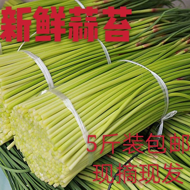 农家自种新鲜蔬菜19年新蒜苔5斤包邮红帽蒜苗现抽现卖新店促销在类目 水产肉类/新鲜蔬果/熟食, 新鲜蔬菜/蔬菜制品, 新鲜蔬菜, 其它中 - 来自Buy2taobao.com提供专业的淘宝代购服务