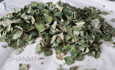 荷叶传统印染草木染植物染iy材料染料毕业设计