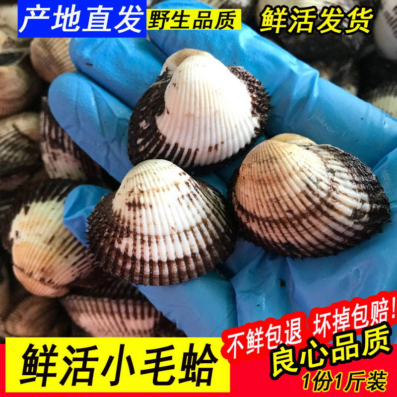 野生毛蛤蜊鮮活小毛蛤新鮮正宗無沙血蛤本地毛蚶鮮活貝類海鮮水産在類目 水產肉類/新鮮蔬果/熟食, 海鮮/水產品/製品, 貝類, 貝類製品中 - 來自Buy2taobao.com提供專業的淘寶代購服務