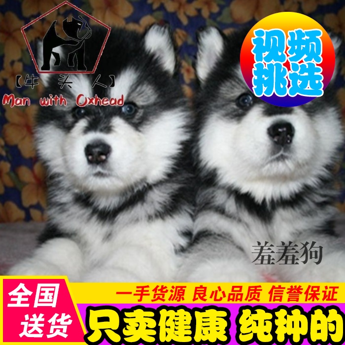 Thoroughbred Alaska Dog Malamute Alaska Puppies Sell giant Alaska Pet dogin the Pet/Pet food and supplies , Dogs category - from Buy2taobao.com to provide professional Taobao agent buy service