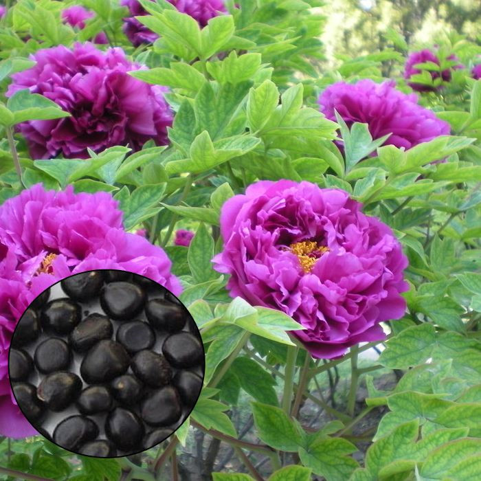 bulk peony seed Four seasons Potted plant Medical Watch Peony seed peonyin the Flower delivery/Flowers simulation/Plants gardening , Flowers/Fruits and vegetables/Lawn seed (New) , Home & Garden Seeds category - from Buy2taobao.com to provide professional Taobao agent buy service