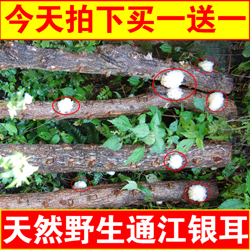 undefined11 Sichuan Province Tongjiang Basswood Tremella 200g wild Super dried food pure natural 500 Grams of white fungusundefinedin the Agri rice/Dried foods/Condiment , Dried foods/Meat Dry , Dry/Native , Tremella/Tremella category - from Buy2taobao.com to provide professional Taobao agent buy service