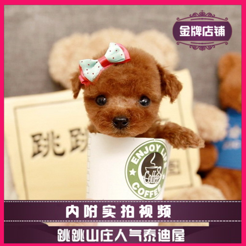【跳跳山莊】茶杯泰迪犬幼犬純種貴賓犬寵物活物狗狗活體淘寶下單在類目 寵物/寵物食品及用品, 狗狗中 - 來自Buy2taobao.com提供專業的淘寶代購服務