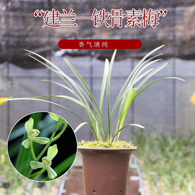 蝶恋兰园 铁骨素梅 浓香兰花苗 建兰四季兰 花卉绿植盆栽兰草在类目 鲜花速递/花卉仿真/绿植园艺, 花卉/绿植盆栽(新), 绿植中 - 来自Buy2taobao.com提供专业的淘宝代购服务