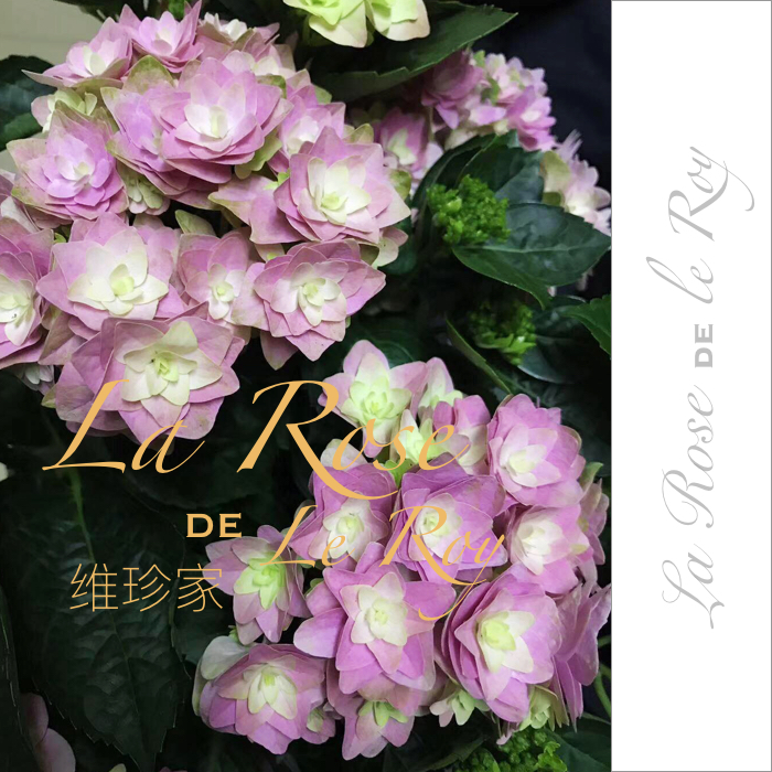 天书系列/荷兰人 Double Dutch 维珍家 欧洲新品绣球花苗在类目 鲜花速递/花卉仿真/绿植园艺, 花园植物/行道树/果树, 观叶 /花灌木中 - 来自Buy2taobao.com提供专业的淘宝代购服务