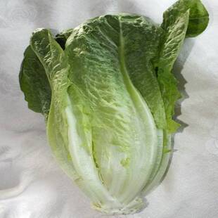  新鲜蔬菜同城配送 菜香宜新鲜罗马生菜 西餐配料 沙拉必备特价
