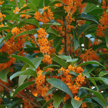 桂花树金桂_桂花树盆景 桂花树10年苗_桂花树苗金桂