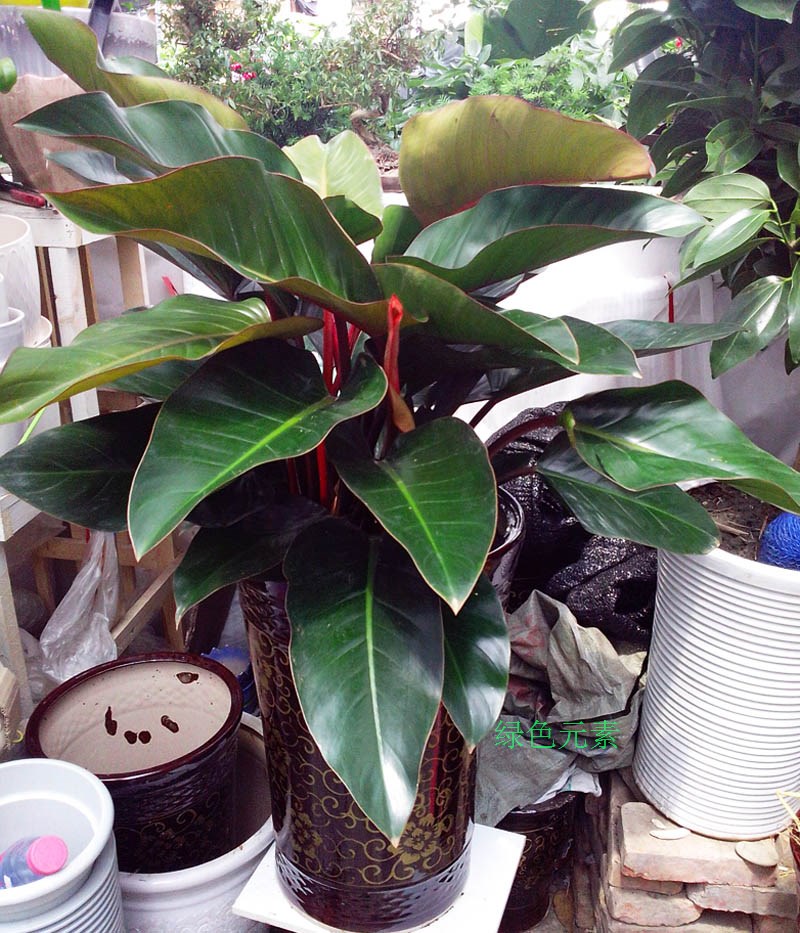 成都植物销售 红钻 客厅办公室植物 净化空气吸