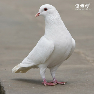  乳鸽 恒沃山区散养 2年精品老鸽 新鲜鸽子肉 孕妇产妇最佳辅食