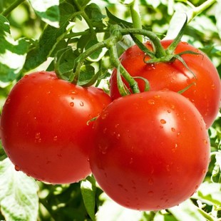  20斤西红柿酿酒套餐 西红柿酿酒辅料 酿酒酵母 葡萄酒自酿坊