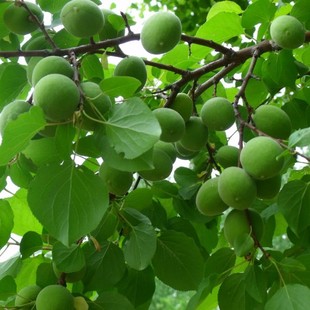  20斤青梅酒酿酒套餐 青梅酒酿酒辅料 酿酒酵母 葡萄酒自酿坊