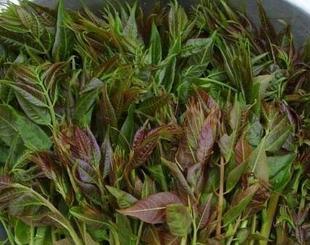  农家野生香椿芽/新鲜香椿/健康蔬菜、天然野菜 15元/250g