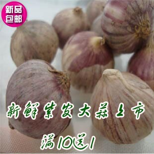  产地直销：新鲜紫皮独蒜大蒜绿色蔬菜20份包邮 满就送 批发价