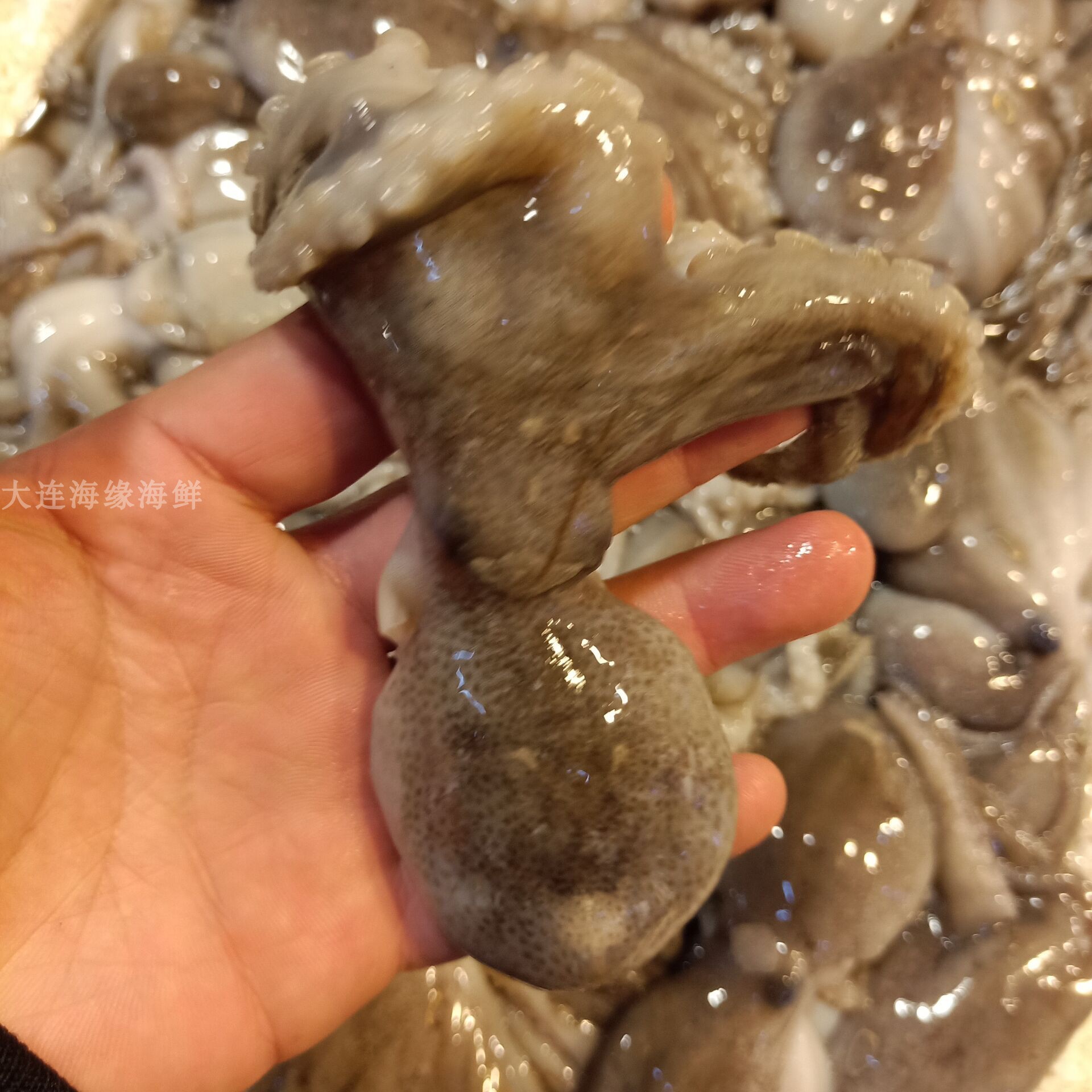 Fresh Octopus/Chilled octopus 5-8 strip/Jin Squid barbecue Sushi hotelin the Aquatic meat/Fresh fruits and vegetables/Cooked , Seafood/Aquatic/Product , Octopus , Frozen octopus category - from Buy2taobao.com to provide professional Taobao agent buy service