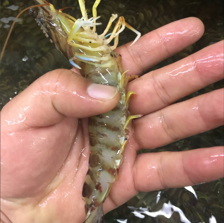 新鲜基围虾鲜活基围虾竹节虾约35只 斑节虾 九节虾产大连海鲜活在类目 水产肉类/新鲜蔬果/熟食, 海鲜/水产品/制品, 虾类, 活虾中 - 来自Buy2taobao.com提供专业的淘宝代购服务