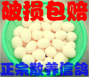  农家原粮喂养 新鲜鸽子蛋 正宗信鸽蛋  孕婴食品全国空运破损包赔