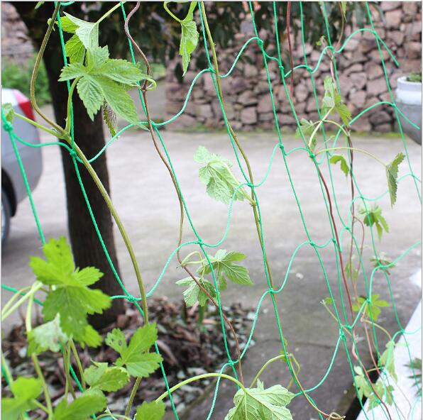 园艺植物爬藤网 黄瓜丝瓜蔬菜攀爬网牵牛花葡萄葫芦铁线莲攀藤网|ruв категории доставка цветов/цветок моделирования/растения садоводства, садовых принадлежностей, других садовых принадлежностей - от Buy2taobao.com для оказания профессиональной услуги покупки агента Taobao