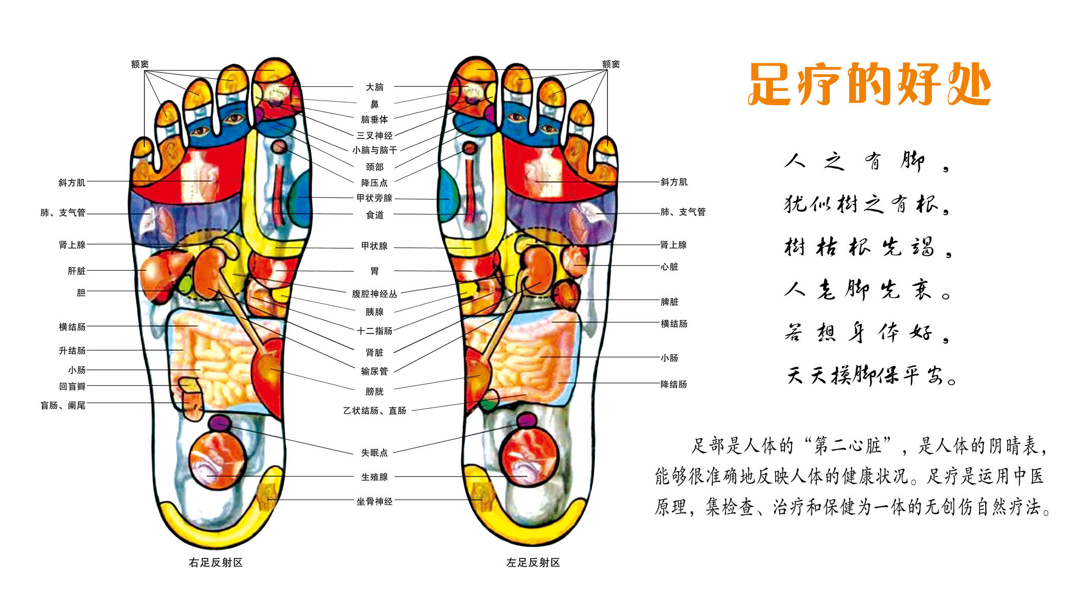 569贴纸办公海报展板素材300脚底穴位图足疗的好处