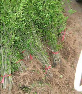 盆栽 <em>小叶女贞苗</em> 水蜡<em>苗 批发</em> 庭院植物 绿植 树