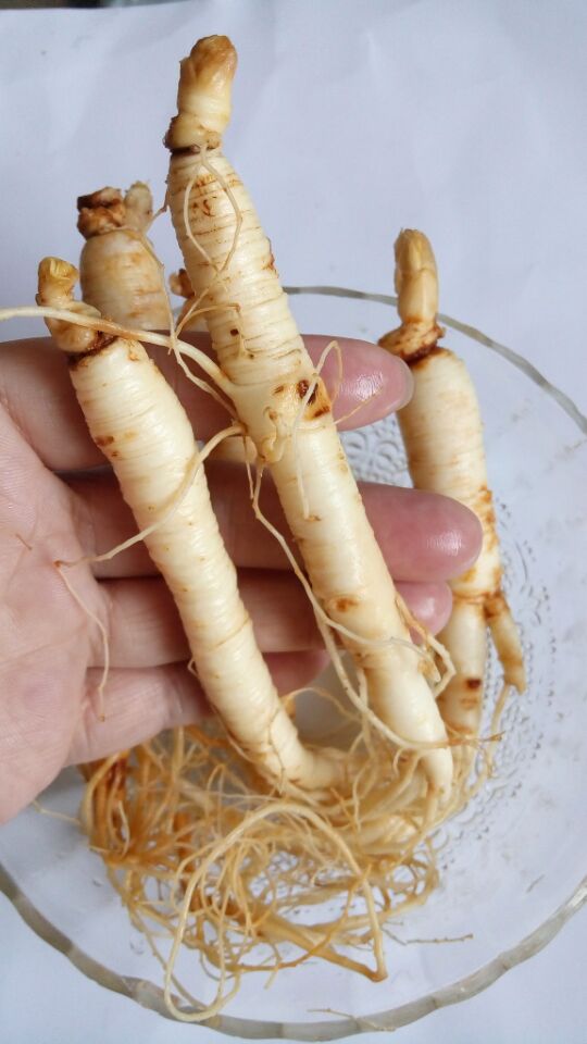 Northeast specialty Changbai ginseng Preservation Senate Paojiu Peasant household own machining No add 9.9in the Traditional nourishing food , Ginseng tonic , Ginseng/Garden ginseng category - from Buy2taobao.com to provide professional Taobao agent buy service
