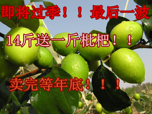  然妈家种的台湾牛奶枣蜜枣 非大青枣 新鲜水果 现摘现包超美味