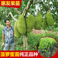 泰国红肉菠萝蜜-黄肉菠萝蜜嫁接苗榴莲马来西