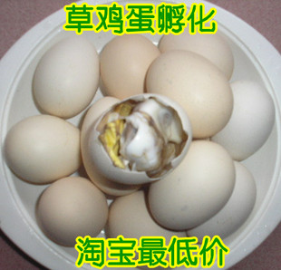  活珠子 鸡胚蛋 毛鸡蛋 喜蛋 凤凰蛋 旺鸡蛋 毛蛋喜蛋 13--15天