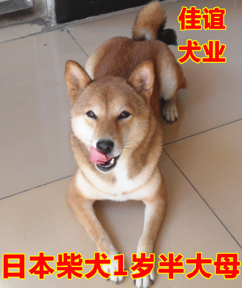 纯种日本柴犬种母1岁半大支持视频看狗包纯种健康成年