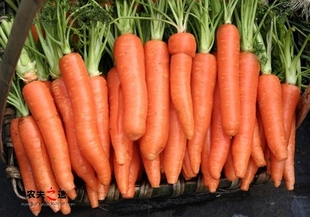  【农夫之选】 绿色食品新鲜蔬菜 胡萝卜 500G 2-3根 全国配送