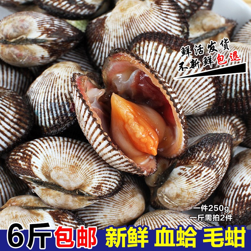 连云港海鲜水产贝类鲜活野生毛蛤新鲜蛤蜊大毛蛤血蛤贝类包邮|msdalam kategori daging perikanan/Buah-buahan segar dan sayur-sayuran/dimasak, makanan laut/produk akuatik/produk, lain - dari Buy2taobao.com untuk memberikan perkhidmatan ejen Taobao profesional membeli
