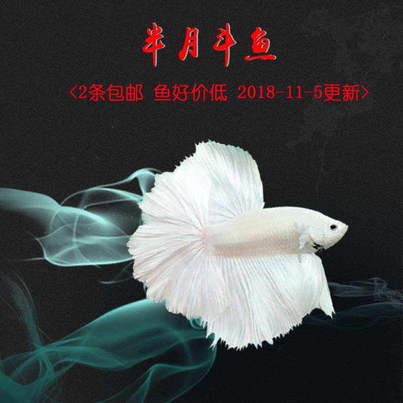 Betta Thailand Imported living thing Betta video Half Male fish Boutique Two)White Super Redin the Pet/Pet food and supplies , Aqua World , Fish category - from Buy2taobao.com to provide professional Taobao agent buy service