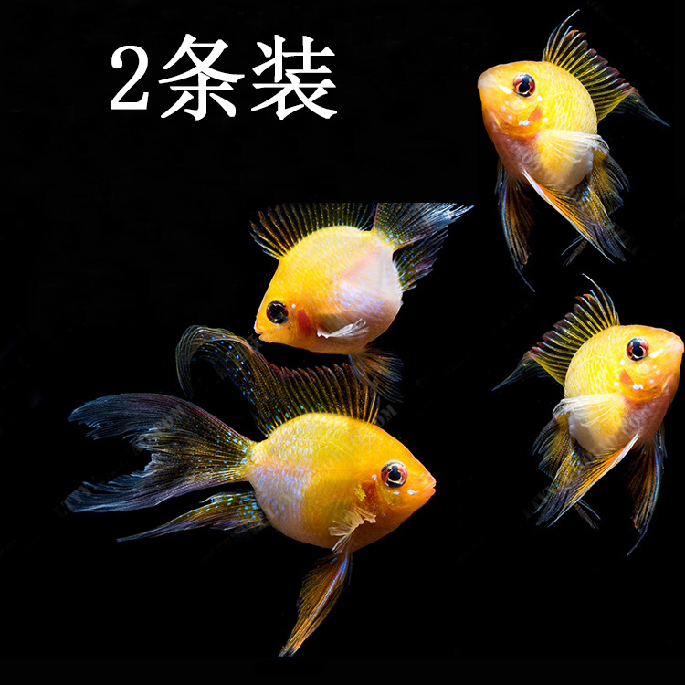 Aquarium Ornamental fish living thing freshwater Jinbo Fish grass Fish Tropical small-scale Netherlands Phoenix Special Offerin the Pet/Pet food and supplies , Aqua World , Fish category - from Buy2taobao.com to provide professional Taobao agent buy service