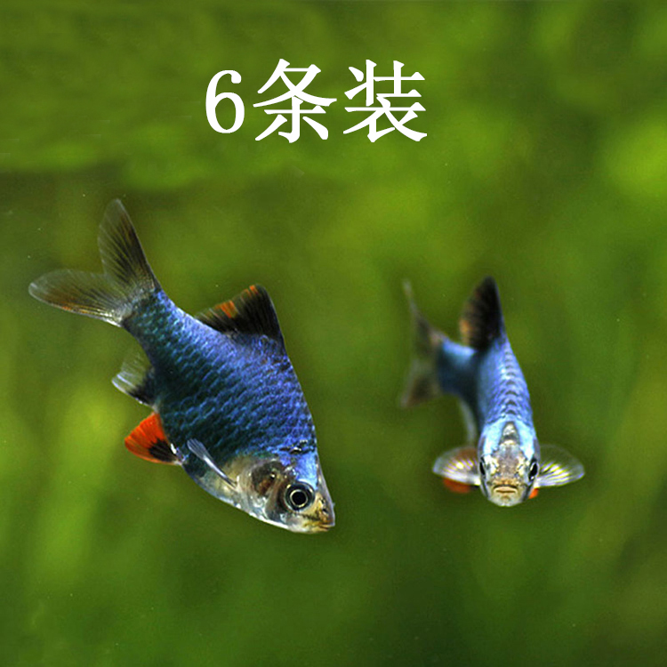 水族宠物绿虎皮鱼活体热带观赏鱼淡水草缸小型群游鱼宠物特价包邮|ruв категории животное/Животное питание и принадлежностей, аквариум мира, рыба - от Buy2taobao.com для оказания профессиональной услуги покупки агента Taobao