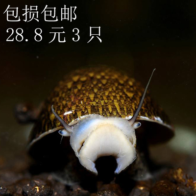 水族宠物鲍鱼螺活体草缸清洁观赏淡水水底生物除藻工具螺特价包邮