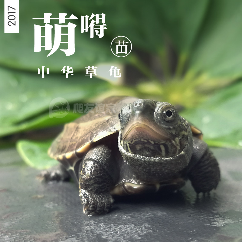 The Chinese people Tortoise seedlings Mexican turtle living thing Gold turtle Brazil Terrapins Lucky Pet turtle Full article riskin the Pet/Pet food and supplies , Aqua World , Turtle/Turtle category - from Buy2taobao.com to provide professional Taobao agent buy service