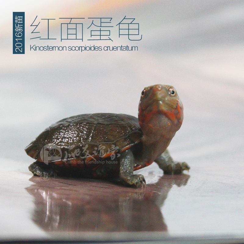 Turtle Eggs living thing Turtle Eggs Mud turtle Sham Tortoise Razor Mini Pets Blush 2018in the Pet/Pet food and supplies , Aqua World , Turtle/Turtle category - from Buy2taobao.com to provide professional Taobao agent buy service