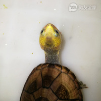 红面龟-剃刀龟 西非 白唇 红面龟鸿福龟业 蛋龟