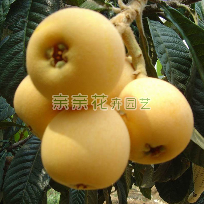 果树苗木枇杷树新品种贵妃枇杷苗贵妃枇杷树苗皮薄肉厚鲜甜爽口在类目 鲜花速递/花卉仿真/绿植园艺, 花园植物/行道树/果树, 果树中 - 来自Buy2taobao.com提供专业的淘宝代购服务
