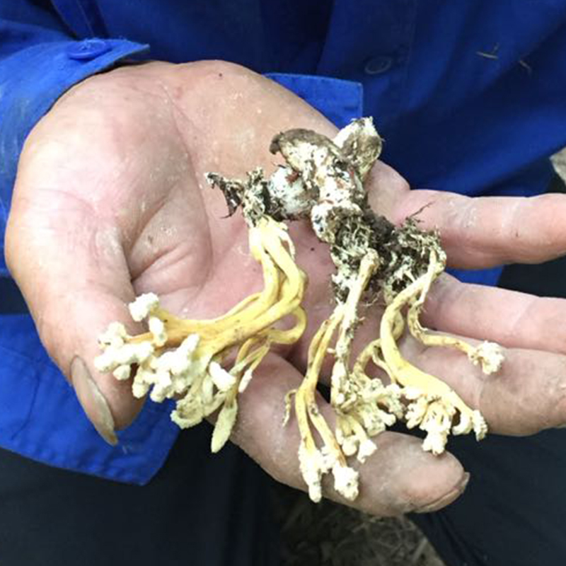 【精品蟬花】2018新鮮蟬花新貨蟬花金蟬花正品蟲草冬蟲夏草在類目 傳統滋補營養品, 其他傳統滋補品, 金蟬花中 - 來自Buy2taobao.com提供專業的淘寶代購服務